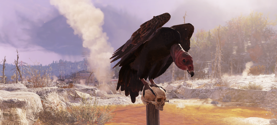 LHero Turkey Buzzard