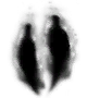 Twin Humanities-(MAX)-(DarkSouls1)